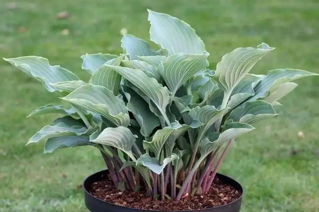 Hosta Seeds- -American Crosses Mix, SHADE PERENNIAL FOLIAGE - Caribbean garden seed