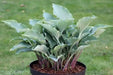 Hosta Seeds- -American Crosses Mix, SHADE PERENNIAL FOLIAGE - Caribbean garden seed