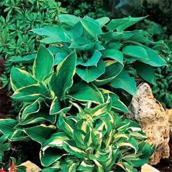 Hosta Seeds- -American Crosses Mix, SHADE PERENNIAL FOLIAGE - Caribbean garden seed
