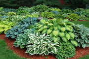 Hosta Seeds - American Hybrids AKA Platain Lily, White Flowers ,Perennial shade loving Plant - Caribbean garden seed