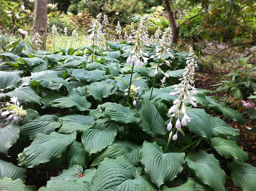 HOSTA Sieboldiana Elegans  Flowers seed - Caribbean garden seed