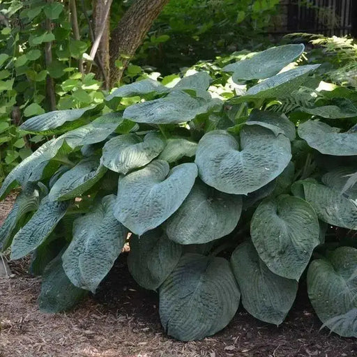 HOSTA Sieboldiana Elegans  Flowers seed - Caribbean garden seed