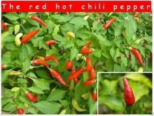 Hot Pepper Seeds - 'Small Red Chili'' - 1/2 oz Approximately 3,000 seeds - Caribbean garden seed
