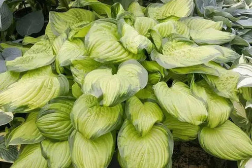 Hosta Stained Glass (3 Bareroot Plant) flowers, shade perennial - Caribbean garden seed