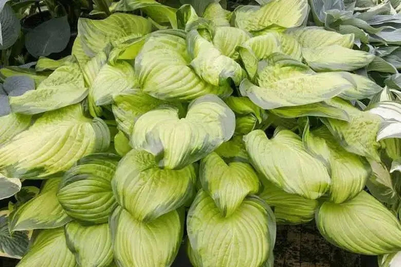 Hosta Stained Glass (3 Bareroot Plant) flowers, shade perennial - Caribbean garden seed