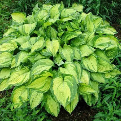 Hosta Stained Glass (3 Bareroot Plant) flowers, shade perennial - Caribbean garden seed