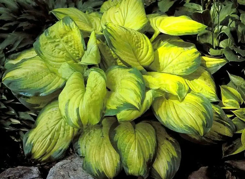Hosta Stained Glass (3 Bareroot Plant) flowers, shade perennial - Caribbean garden seed