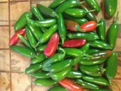 Hot Pepper Seeds - 'Jalapeno M Pepper' -Capsicum annuum - Caribbean garden seed