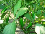 Hot Pepper Seeds - 'Jalapeno M Pepper' -Capsicum annuum - Caribbean garden seed