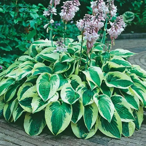 HOSTA, wide brim hosta (Bareroot PLANT) Perennial - Caribbean garden seed