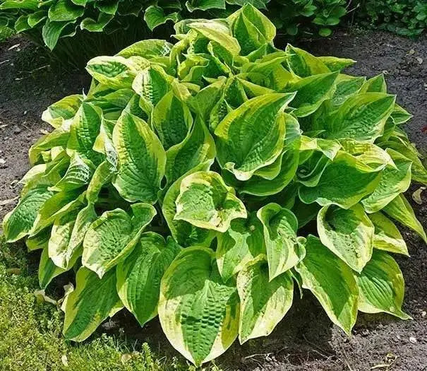 HOSTA, wide brim hosta (Bareroot PLANT) Perennial - Caribbean garden seed