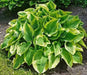 HOSTA, wide brim hosta (Bareroot PLANT) Perennial - Caribbean garden seed