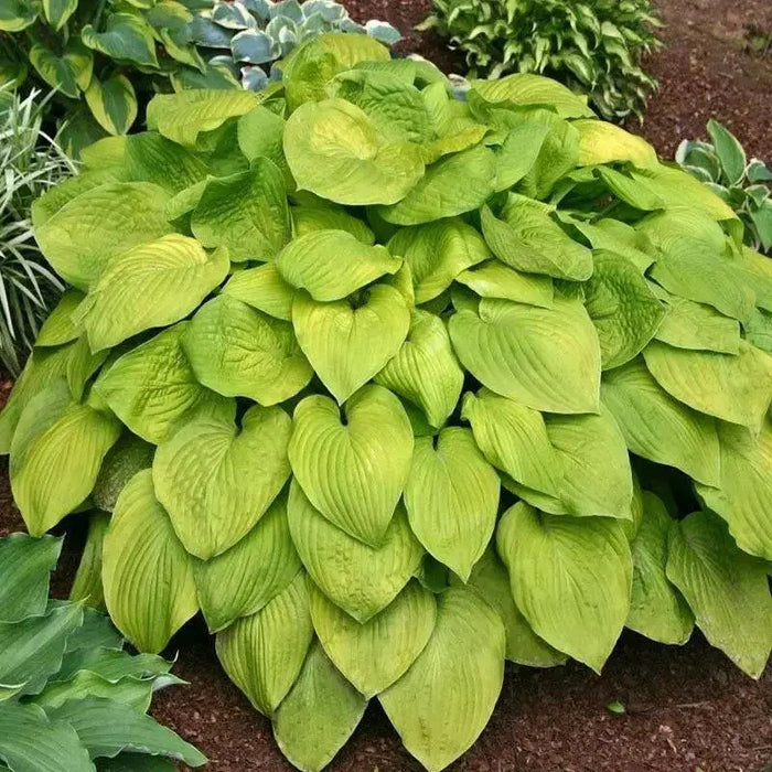 HOSTA, AUGUST MOON (Bareroot PLANT) Perennial - Caribbean garden seed