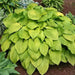 HOSTA, AUGUST MOON (Bareroot PLANT) Perennial - Caribbean garden seed