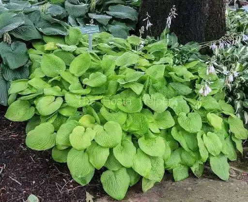 HOSTA, AUGUST MOON (Bareroot PLANT) Perennial - Caribbean garden seed