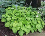 HOSTA, AUGUST MOON (Bareroot PLANT) Perennial - Caribbean garden seed