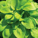 HOSTA, AUGUST MOON (Bareroot PLANT) Perennial - Caribbean garden seed