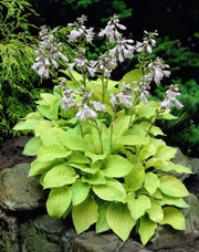 HOSTA, AUGUST MOON (Bareroot PLANT) Perennial - Caribbean garden seed