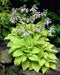 HOSTA, AUGUST MOON (Bareroot PLANT) Perennial - Caribbean garden seed