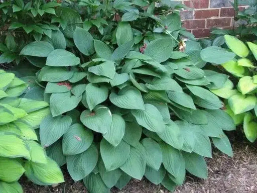 HOSTA, fortunei Hyacinthina (Bareroot PLANT) Perennial - Caribbean garden seed