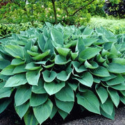 HOSTA, fortunei Hyacinthina (Bareroot PLANT) Perennial - Caribbean garden seed