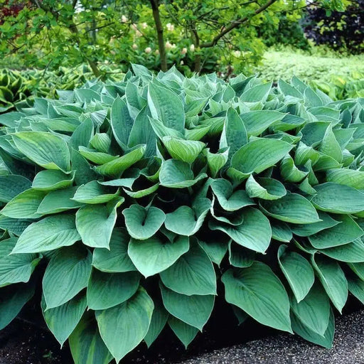 HOSTA, fortunei Hyacinthina (Bareroot PLANT) Perennial - Caribbean garden seed
