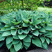 HOSTA, fortunei Hyacinthina (Bareroot PLANT) Perennial - Caribbean garden seed