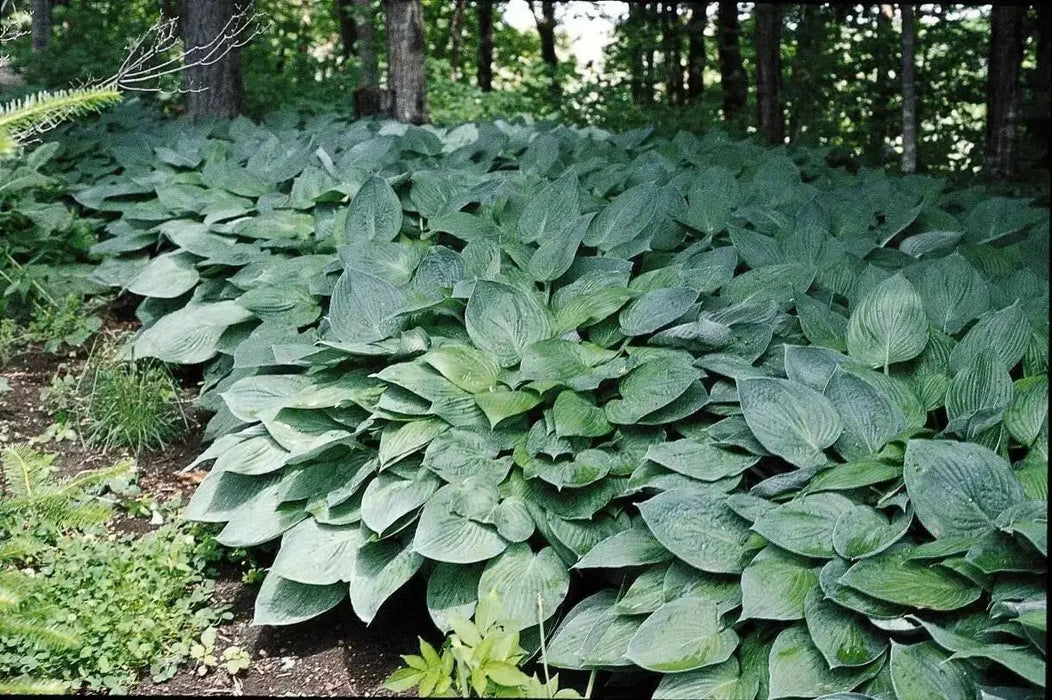 HOSTA, fortunei Hyacinthina (Bareroot PLANT) Perennial - Caribbean garden seed