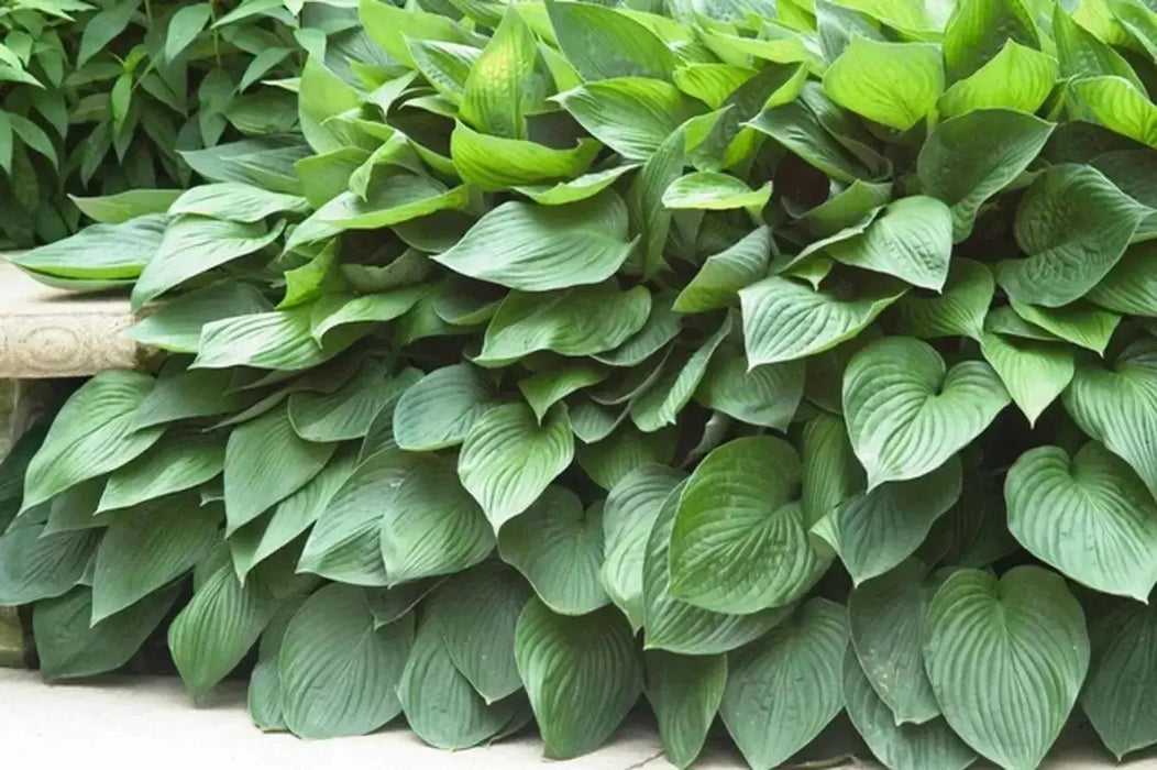 HOSTA, fortunei Hyacinthina (Bareroot PLANT) Perennial - Caribbean garden seed