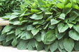 HOSTA, fortunei Hyacinthina (Bareroot PLANT) Perennial - Caribbean garden seed