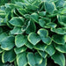 HOSTA, Aureo Marginata (Bareroot PLANT) Perennial - Caribbean garden seed
