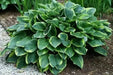 HOSTA, Aureo Marginata (Bareroot PLANT) Perennial - Caribbean garden seed