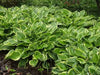 HOSTA, Aureo Marginata (Bareroot PLANT) Perennial - Caribbean garden seed