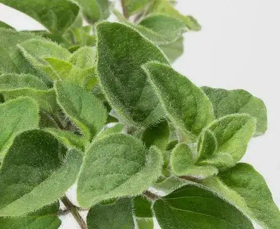Hot And Spicy Oregano , ORGANIC HERB - Caribbean garden seed