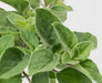 Hot And Spicy Oregano , ORGANIC HERB - Caribbean garden seed