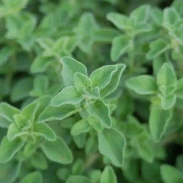 Hot And Spicy Oregano , ORGANIC HERB - Caribbean garden seed