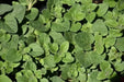 Hot And Spicy Oregano , ORGANIC HERB - Caribbean garden seed