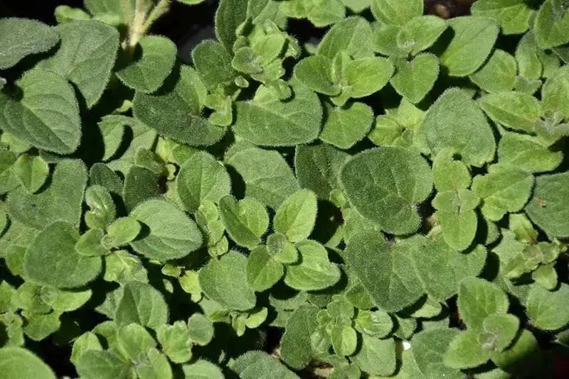 Hot And Spicy Oregano , ORGANIC HERB - Caribbean garden seed