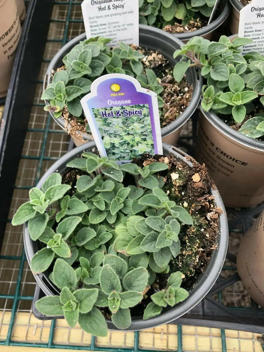 Hot And Spicy Oregano , ORGANIC HERB - Caribbean garden seed