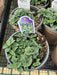 Hot And Spicy Oregano , ORGANIC HERB - Caribbean garden seed