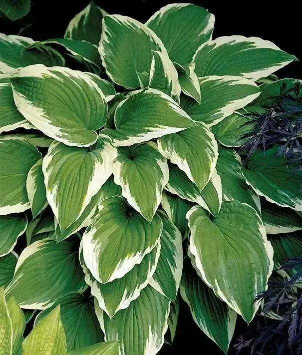 HOSTA, undulata Medio Marginata (Bareroot PLANT) Perennial - Caribbean garden seed