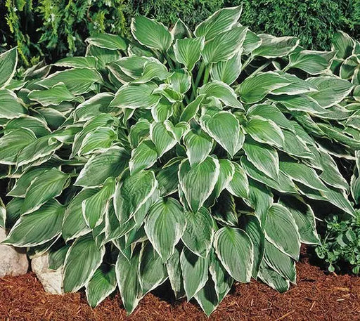 HOSTA, undulata Medio Marginata (Bareroot PLANT) Perennial - Caribbean garden seed