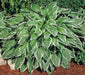 HOSTA, undulata Medio Marginata (Bareroot PLANT) Perennial - Caribbean garden seed