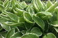 HOSTA, undulata Medio Marginata (Bareroot PLANT) Perennial - Caribbean garden seed