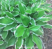 HOSTA, undulata Medio Marginata (Bareroot PLANT) Perennial - Caribbean garden seed