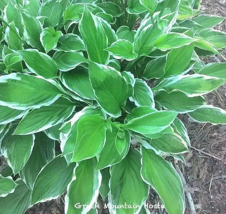 HOSTA, undulata Medio Marginata (Bareroot PLANT) Perennial - Caribbean garden seed