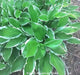 HOSTA, undulata Medio Marginata (Bareroot PLANT) Perennial - Caribbean garden seed