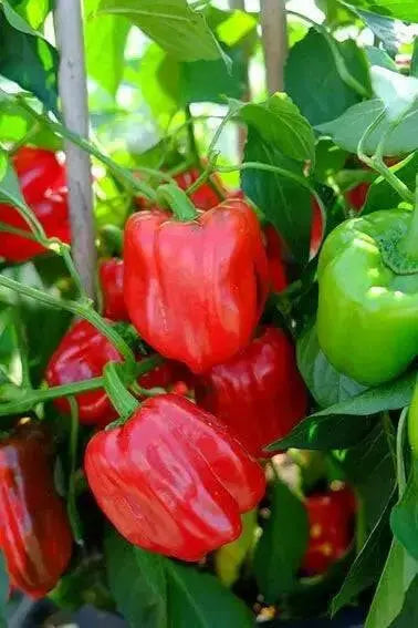 HOT BELL PEPPER SEEDS , Capsicum annuum - Caribbean garden seed