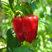 HOT BELL PEPPER SEEDS , Capsicum annuum - Caribbean garden seed