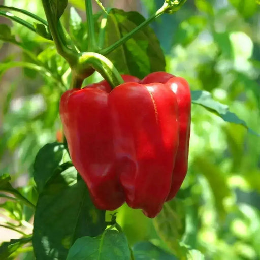 HOT BELL PEPPER SEEDS , Capsicum annuum - Caribbean garden seed